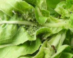 Evening Primrose Aphid thumbnail 2