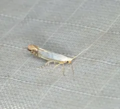 Argyresthia apicimaculella thumbnail 3