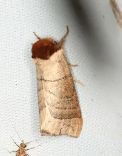 Angus' Datana Moth thumbnail 4