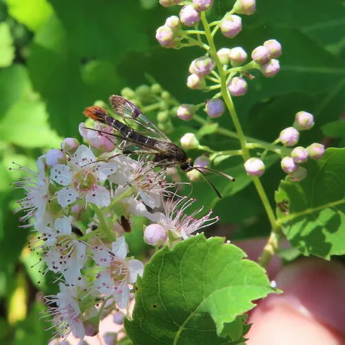 Maple Clearwing Moth