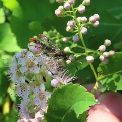 Maple Clearwing Moth thumbnail 1