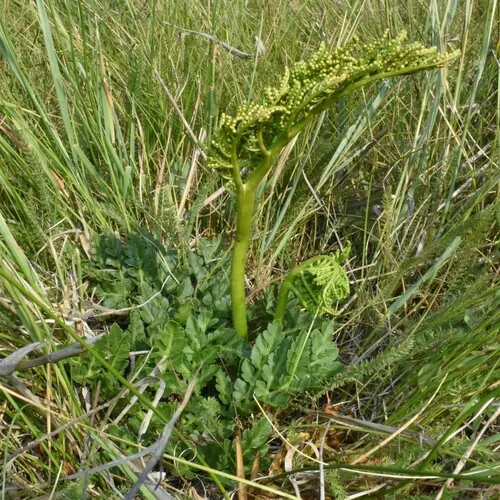 leathery grapefern