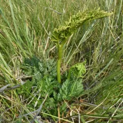 leathery grapefern thumbnail 1