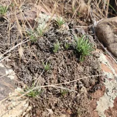Rocky Mountain Fameflower thumbnail 4