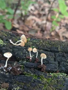 Callistosporium pseudofelleum thumbnail 3