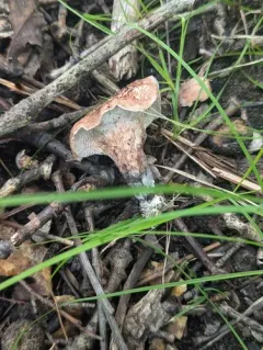 Hydnellum fagiscabrosum thumbnail 3