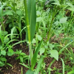 Proso Millet thumbnail 3