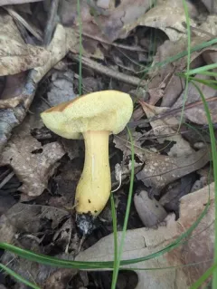Roxane's bolete thumbnail 4