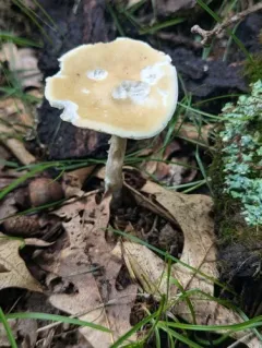 yellowish-white melanoleuca thumbnail 3