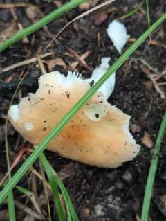 Russula subsulphurea thumbnail 2