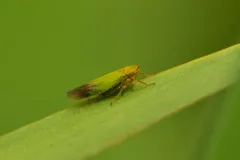 Cicadula ornata thumbnail 2