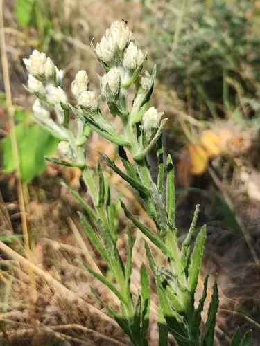 Wright's cudweed