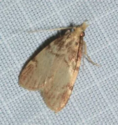 Acallis alticolalis thumbnail 4
