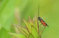 Alabagrus texanus thumbnail 3
