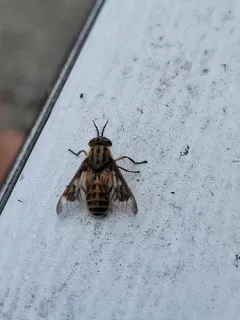 Colorado Deer Fly thumbnail 3