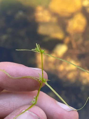 Intermediate Water-Starwort
