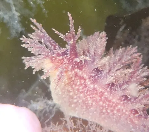 Bushy-backed Nudibranch