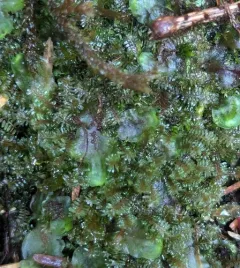 White Earwort thumbnail 2