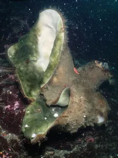Round-Lipped Boot Sponge thumbnail 3