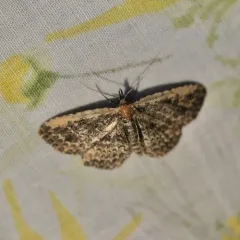 Pale-edged Snout Moth thumbnail 4