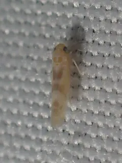 Matsumurasca convergens thumbnail 3