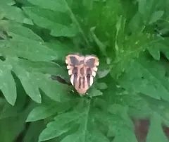 Common Spragueia Moth thumbnail 4