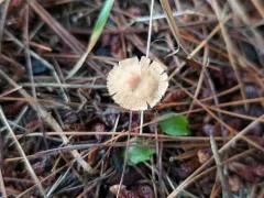 Collybiopsis biformis thumbnail 4
