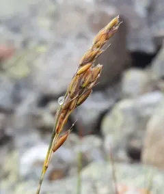 Alpine Sweetgrass thumbnail 4
