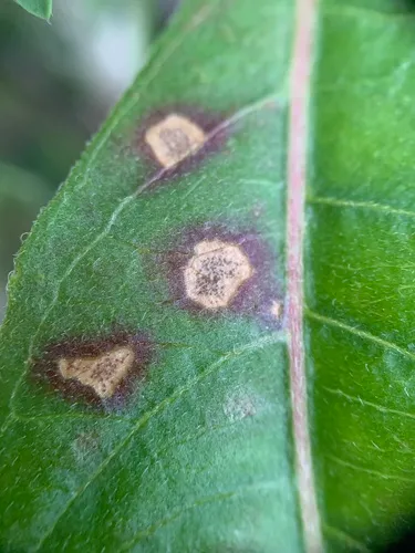Septoria oenotherae