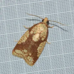 Cenopis ferreana thumbnail 4