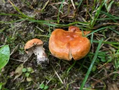 Hydnum aerostatisporum thumbnail 4