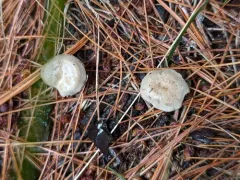 Rhodocybe tugrulii thumbnail 2