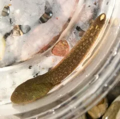 Rocky Mountain Tailed Frog thumbnail 3