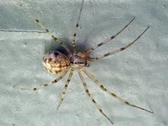 Megalepthyphantes nebulosus thumbnail 3