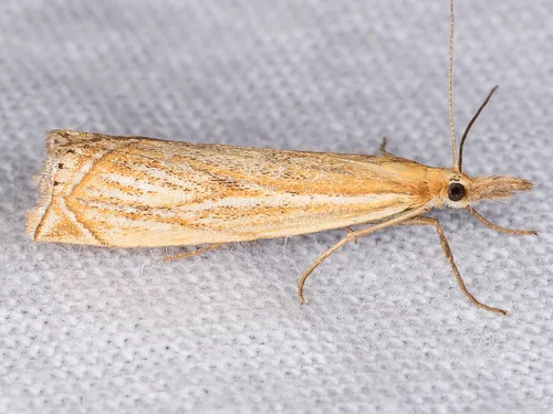 Crambus gausapalis