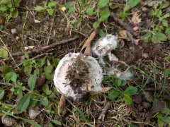 Hypomyces ochraceus thumbnail 4