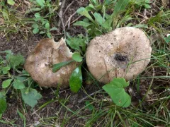 Dense-gilled Russula thumbnail 4