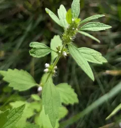 False Motherwort thumbnail 2