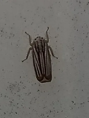 Commellus cedilla