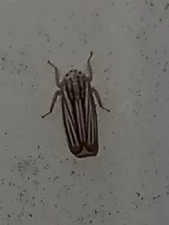 Commellus cedilla thumbnail 1