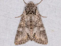 Western Apamea Moth thumbnail 2