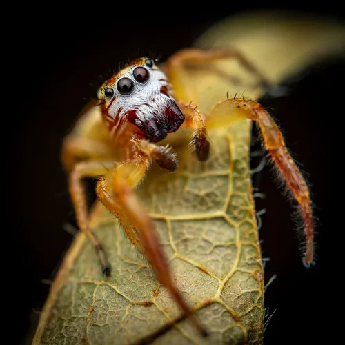 Phanias harfordi