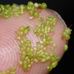 Columbian Watermeal thumbnail 3