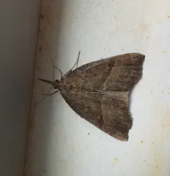 California Cloverworm Moth thumbnail 4