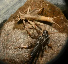 Shortwing Stonefly thumbnail 3
