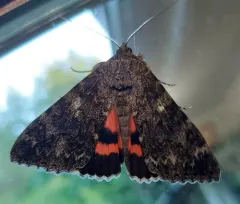 Western Underwing Moth thumbnail 2