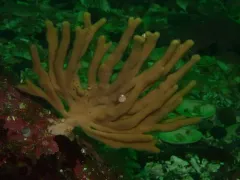 Glove Horny Sponge thumbnail 4