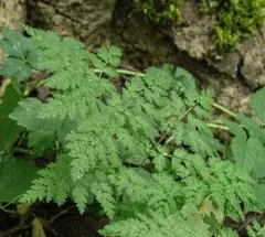 sweet cicely thumbnail 3