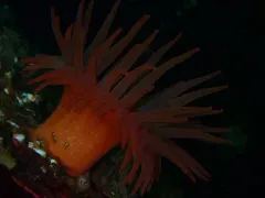 Cribrinopsis rubens thumbnail 4