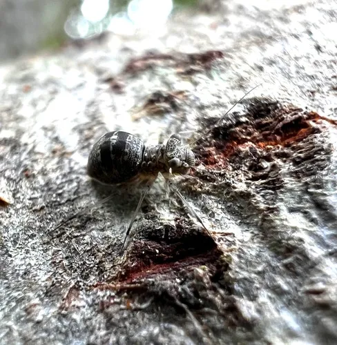 Mesopsocus unipunctatus